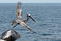 3620 Pelican taking flight